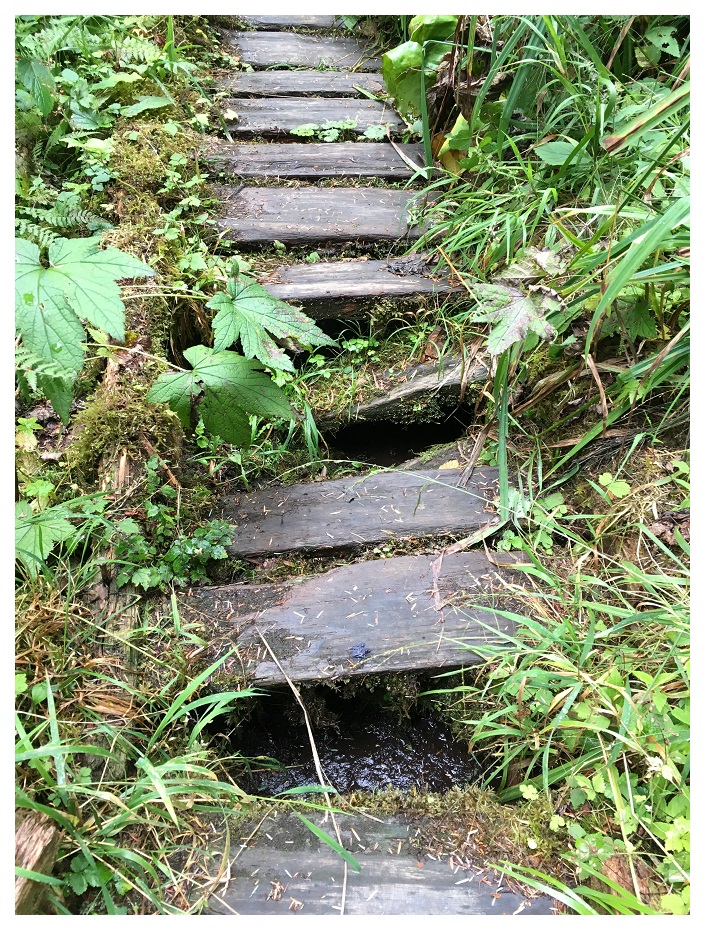 Broken Bridges Olympic National Park Washington Pacific Northwest