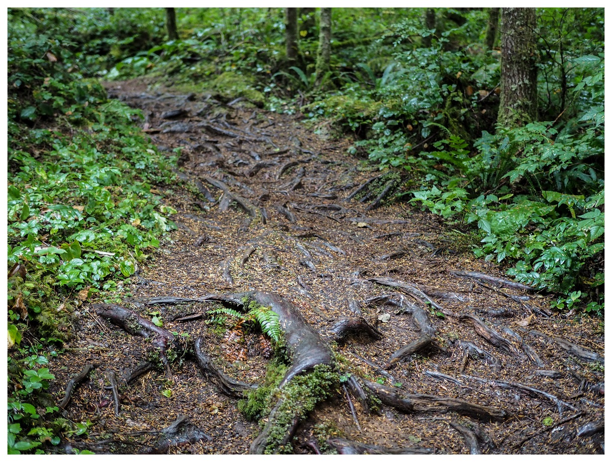 Olympic National Park