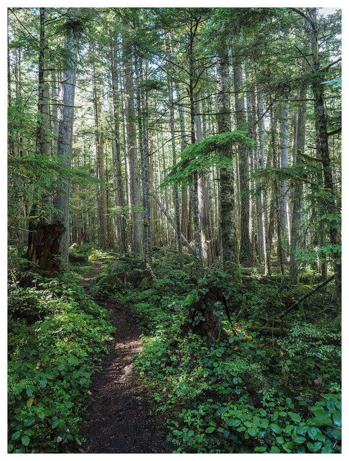 Heart of the Forest Trail Olympic National Park