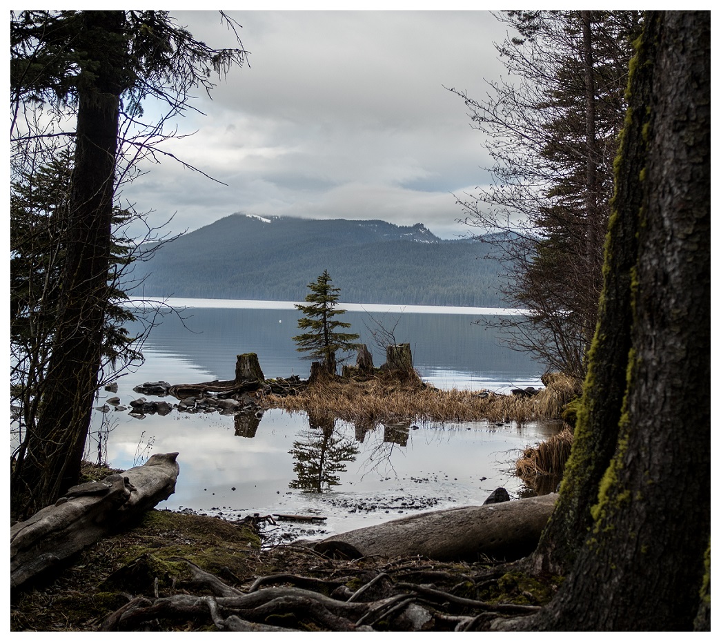 Pine Tree in Odell Lake