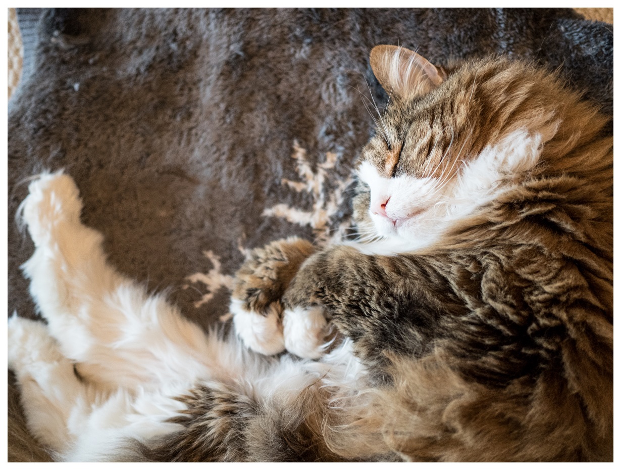Norwegian Forest Cat sleeping