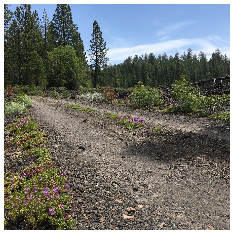 National Forest Road in Oregon
