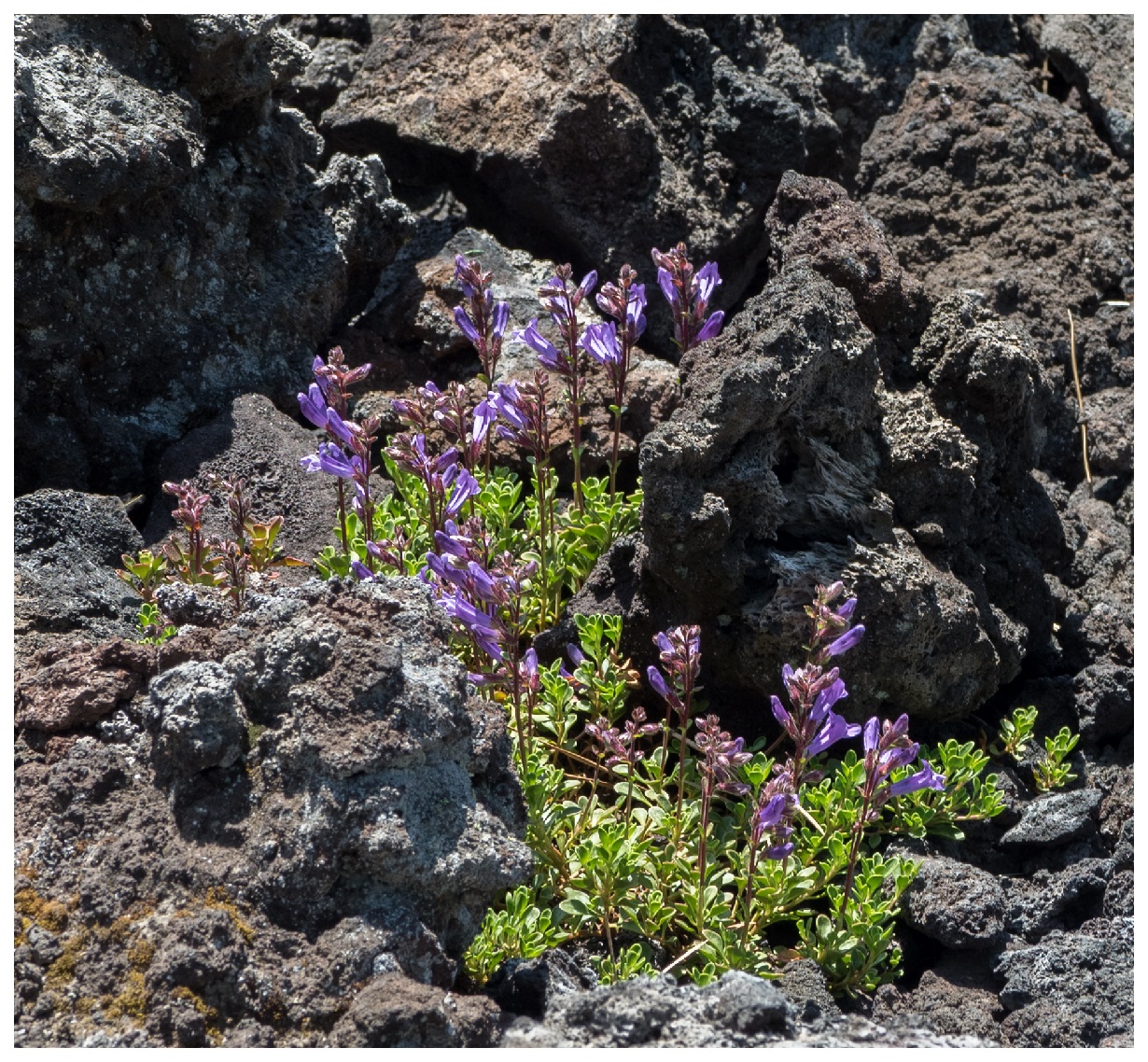 Purple Wildflowers in Lava Rocks