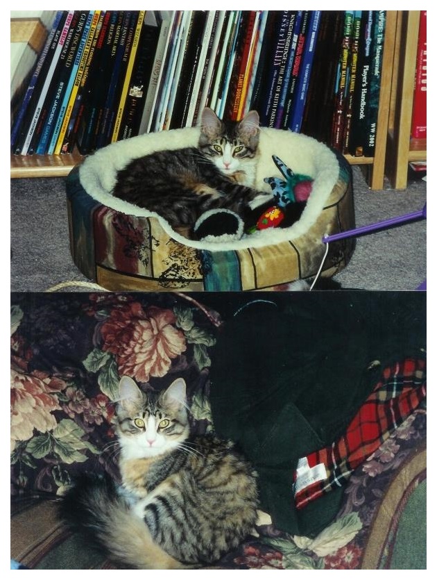 Triskele as a kitten