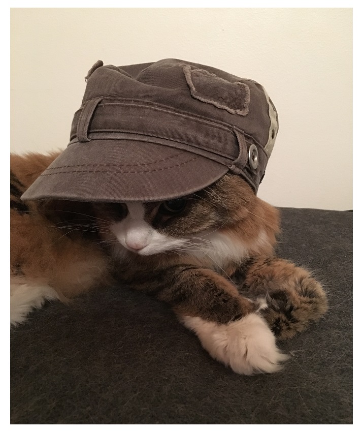 Cat Fashion
