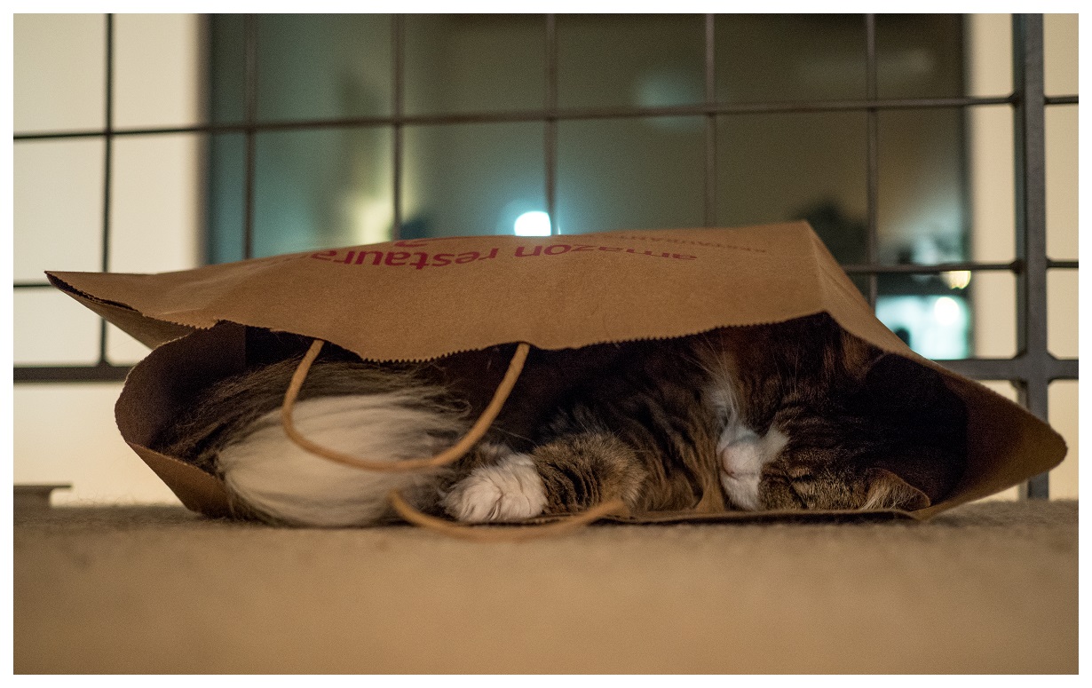Cat in Bag
