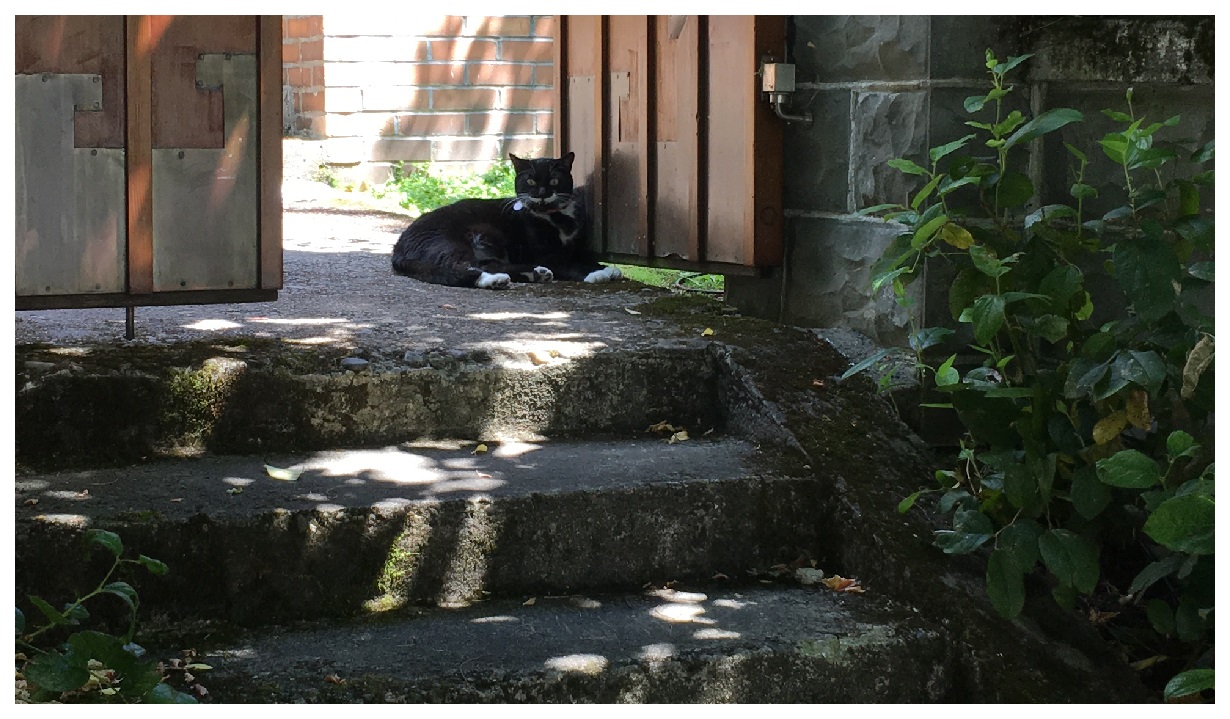 Portland Cat neighborhood