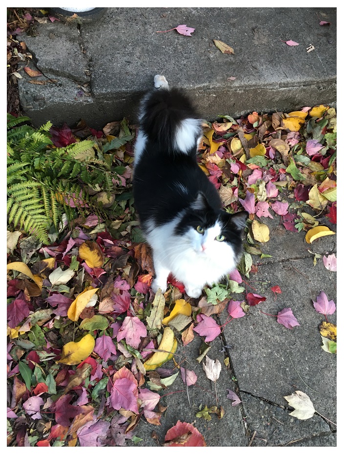 autumn leaves cat cats portland pdx