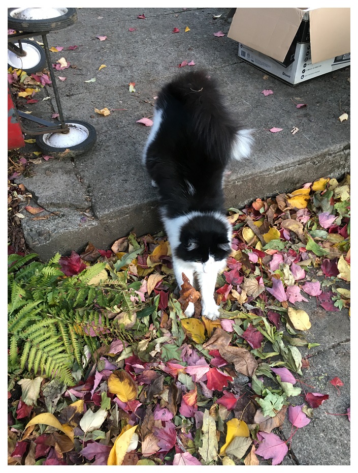 portland fall leaves cat cats