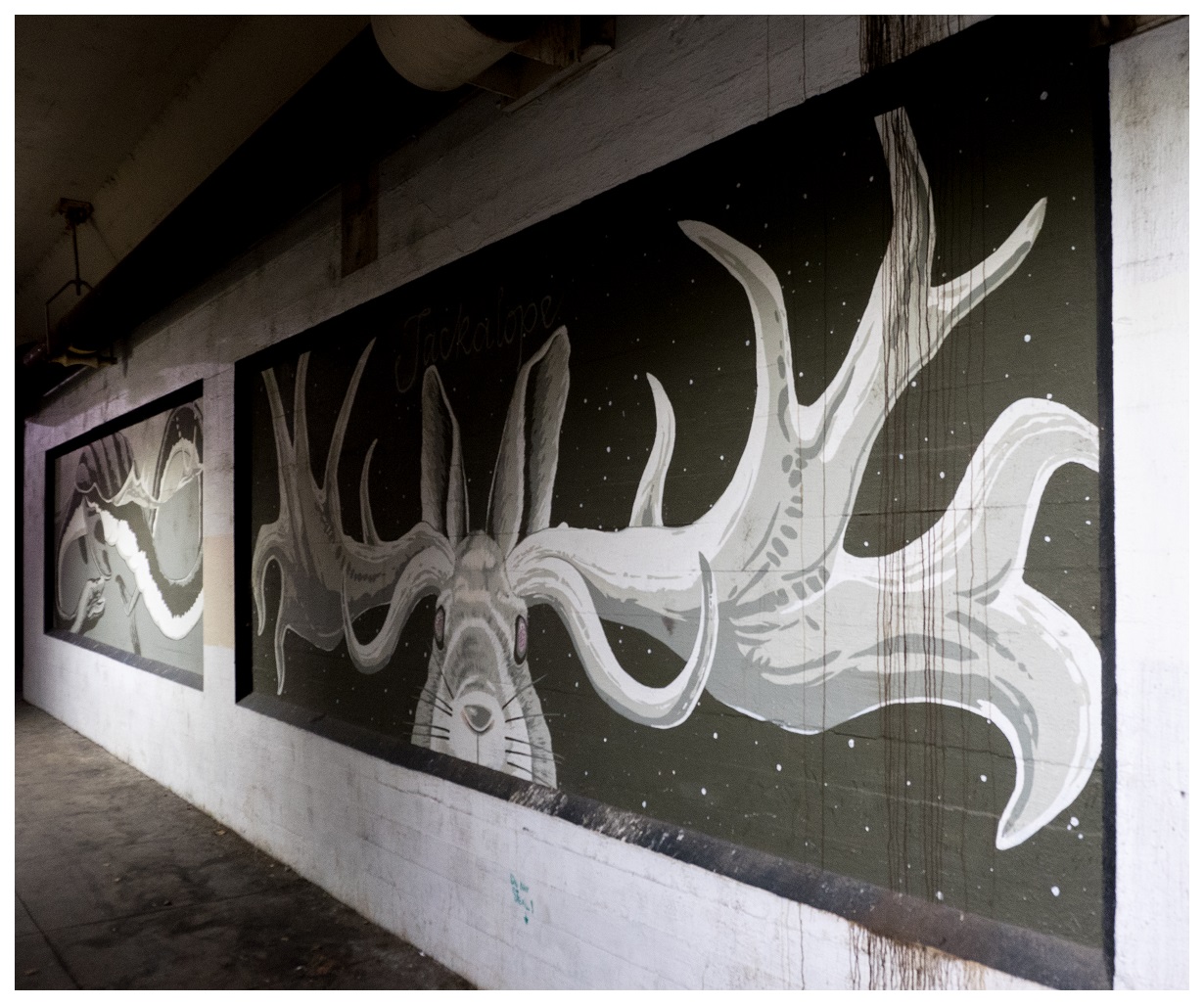 cryptid jackalope pnw spokane offbeat