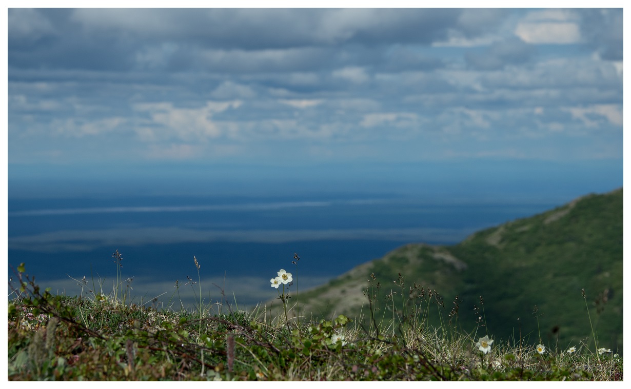 wildflowers tundra clouds sky
