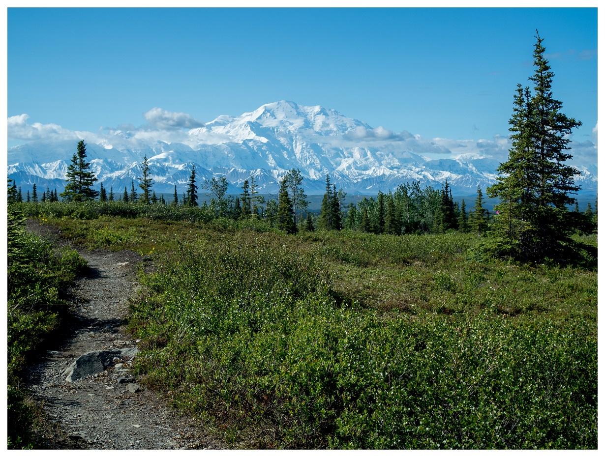 trees tundra denali alaska