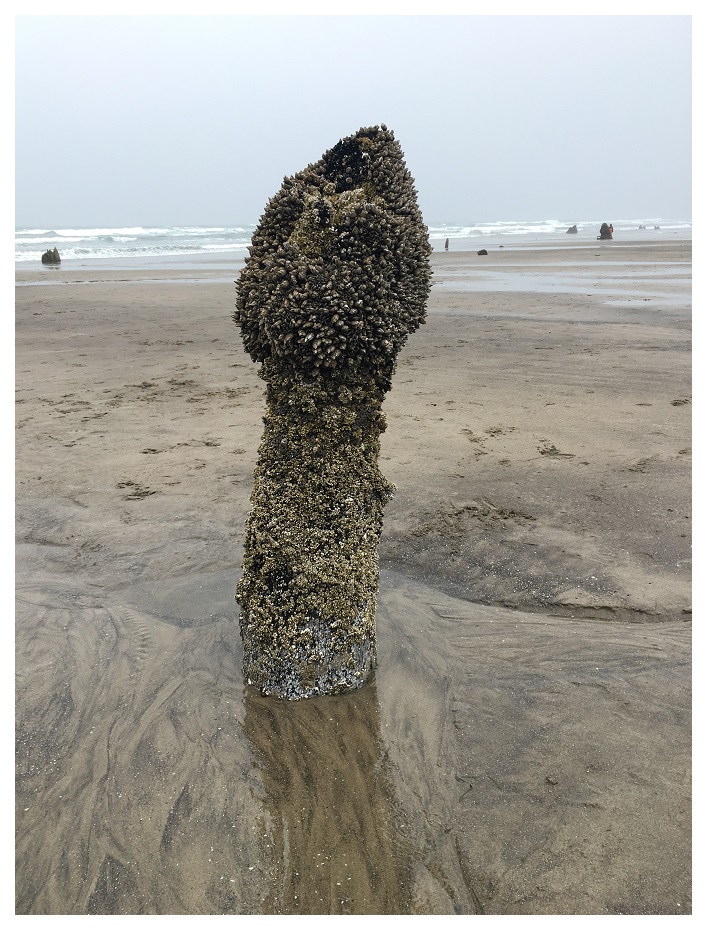 Neskowin Ghost Forest In The Rain