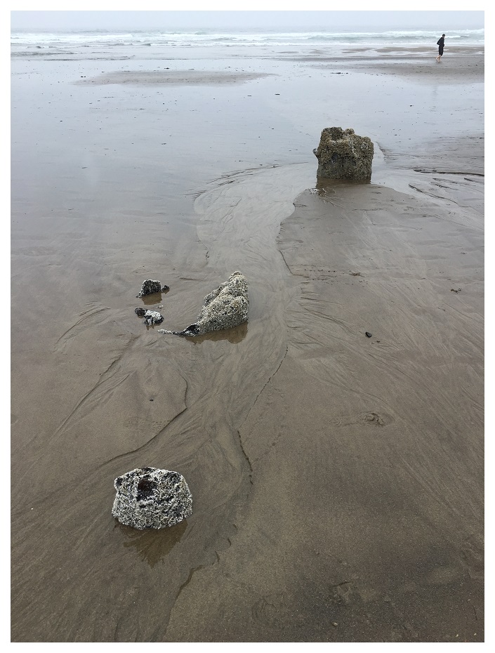 Neskowin Ghost Forest In The Rain