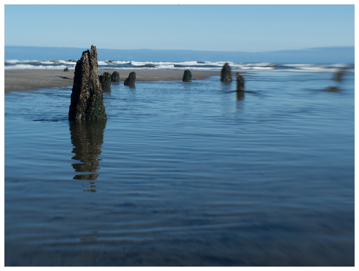 Neskowin Ghost Forest