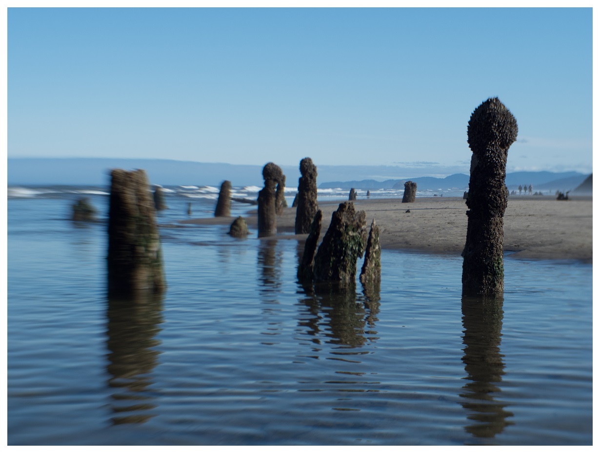 Neskowin Ghost Forest