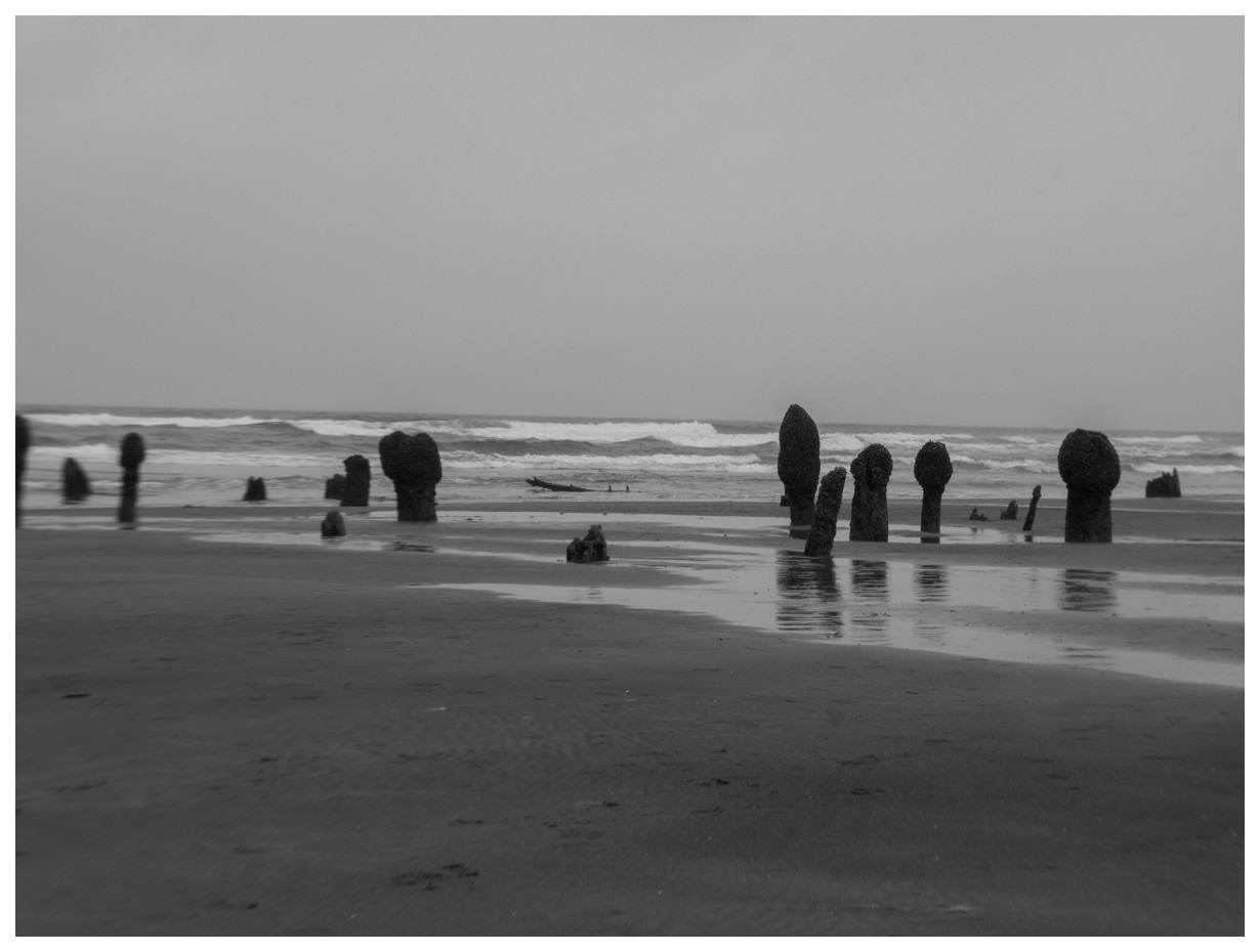 Neskowin Ghost Forest In The Rain