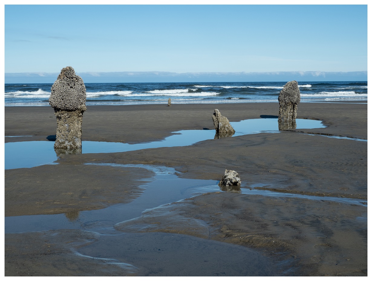 Neskowin Ghost Forest