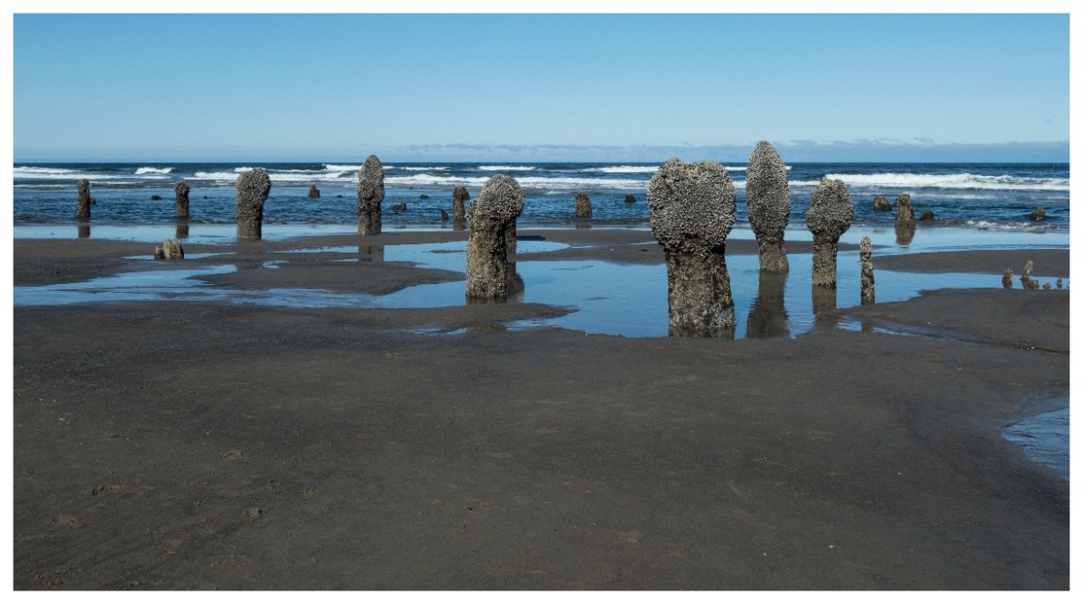 Neskowin Ghost Forest